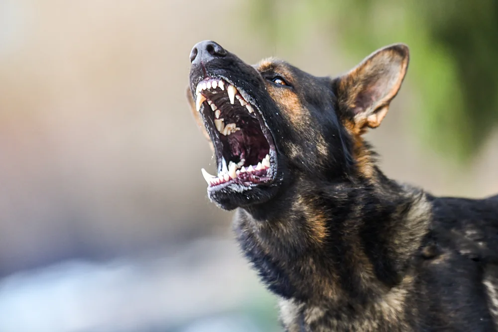 Is It Worth Suing for a Dog Bite in Ohio?