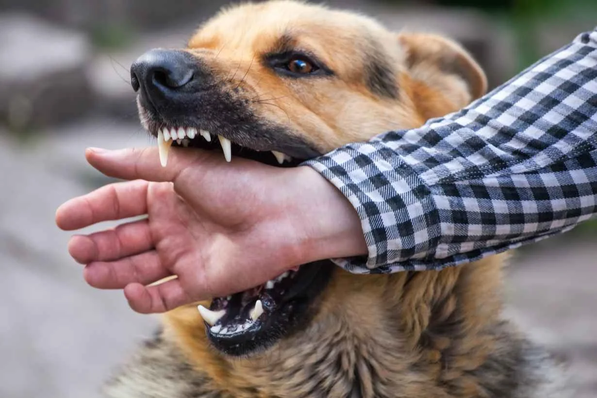 When Can I Sue for a Dog Bite?